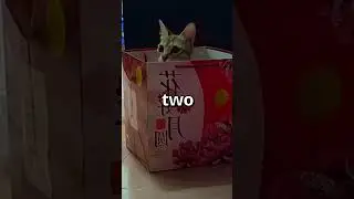 WHICH CAT do YOU think is COMFIER 🤣 | Wholesome Animals