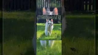 •♡Эдит Мурка♡•  {анука давайка} #анукадавайка