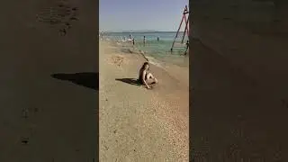 На  юге жара =37