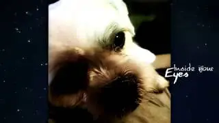 Long Lost Pet Part 4 (Monty)