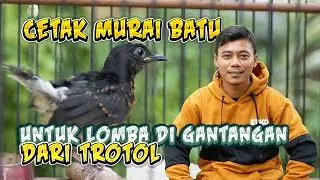 Bagi Pengalaman Cetak Murai Batu Untuk Lomba Dari Trotol