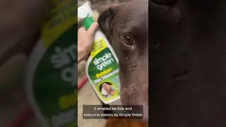 Cleaning Hack: Outdoor Odor Removal