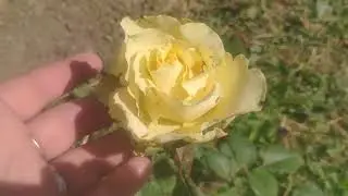 НАШ РОЗАРИЙ