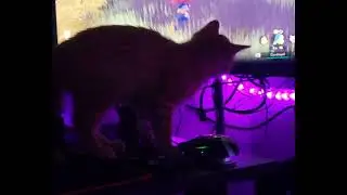 Tigger v Pokemon Legends