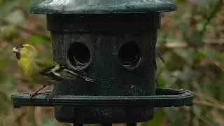 Siskins & Other Birds on Squirrel Buster Feeder - Wales, UK