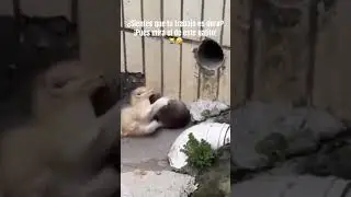 When you have a somewhat difficult job 😹🤣 