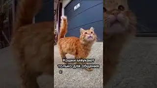 Какие звуки издают кошки и что они означают 🐈🎙️ 