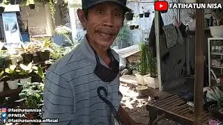 Mengganti Pot Tanaman Hias Adam Hawa / Tradescantia spathacea