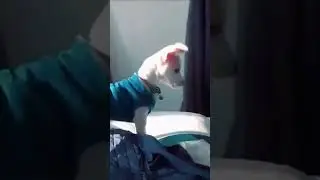 Perrito Enfrentando Algo Tenebroso 😨