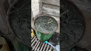 БЮДЖЕТНО ОГОРОД 🏠🥔🥕🧄🧅🍓🍇🍅🫑🌶️🥒🪣🌿💯❤️...