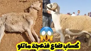 كساب ضاع فنعجة😱فسوق أربعاء مكناس لحوالى ونعجة وماعز 2024/07/10