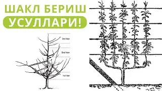 МЕВАЛИ ДАРАХТЛАРГА ШАКЛ БЕРИШ УСУЛЛАРИ 1 ТА ВИДЕОДА!