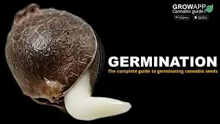 The complete guide to germinating cannabis seeds