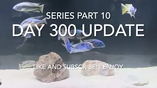 Predator haps African cichlids 30 day progress part 10 Day 300!!