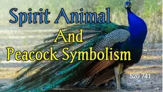 Peacock Spirit Animal and Its Symbolic Meaning