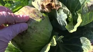 New PEST on CABBAGE. HOW do I treat CABBAGE against it?