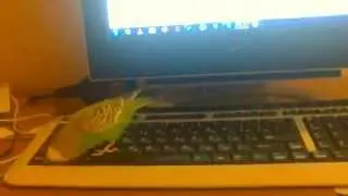 Попугай и клавиатура. Parrot and keyboard