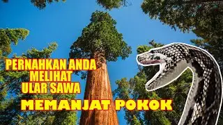 Pernahkah anda melihat bagaimana Ular Sawa memanjat pokok?