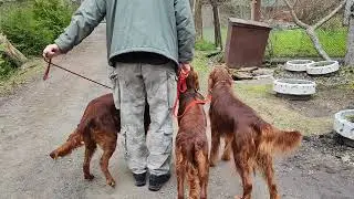 Сеттеры. день 7-01. Научились стоять. Идти рядом и ходить задом.