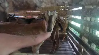perkembangan kandang kucing yang terbengkalai