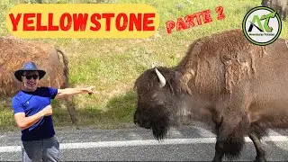 YELLOWSTONE (Parte 2)