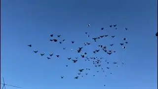 Питомник 