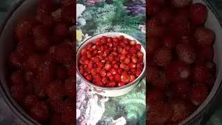 ПЧЕЛКИ, МЯТА, ЗЕМЛЯНИКА #цветы #розы #music #природа #дача