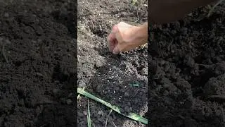 Planting Peas Now for a Fall Harvest #vegetablegardening #gardening #fallplanting