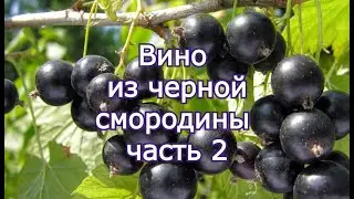 Вино из черной смородины часть 2