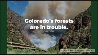 Colorado's Forests Are in Trouble