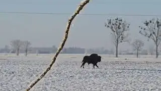 Żubry - gatunkiem znajdującym się pod ochroną
