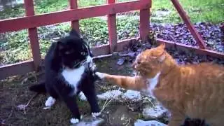 Супер  драка  котов!!!