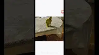 золотой мишка фрэде