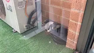 First Moments: Rock Dove Chicks Emerge & Feed | Day 2 Time Lapse