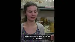 Lugworm poos and the secrets they hold | Surprising Science 
