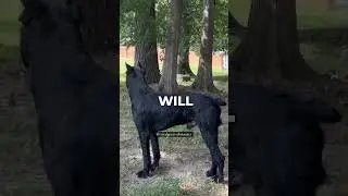 The Unparalleled Loyalty of Giant Schnauzers 