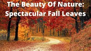 Spectacular Fall Leaves