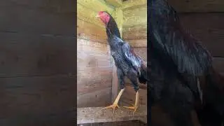 Hint horozu ötmeye başladı MAŞAALLAH  tepeden tırnağa  babası  gösteriş abidesi küllü hint horozu