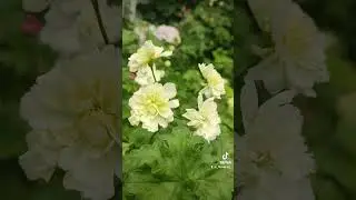 Рушмор Замбези