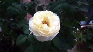 Em là hoa hồng nhỏ