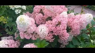 #дизайнсада #гортензияметельчатая / Метельчатая гортензия Мэджикал Кэндл.