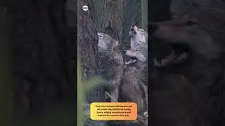 Wolf Facts - Amazing Animal Facts #facts #factsinhindi #wolf #wolffacts #shorts