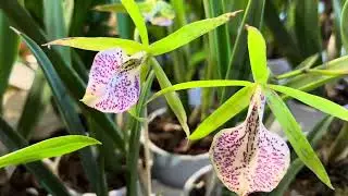 Огляд асортименту орхідей на виставці 🪴#orchidflowers #орхідеїкраса #flowers #орхідеї #фаленопсис #