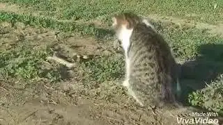 Кошка  ПРОТИВ змея Гремучка