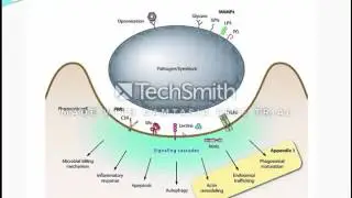 life cycle and host interactions of symbiodinium/zooxanthellae