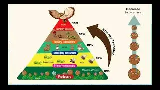 BIOTIC COMPONENTS our env pt2