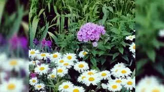 Гулхои бахори