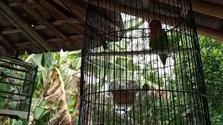 Lovebird Belajar Ngoce