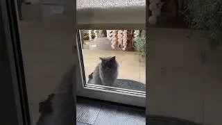Новый жилец в нашем доме. Назвали мы его Василий.