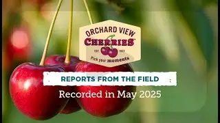 Orchard View Cherries 